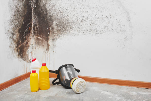 Best Best Mold Removal Companies  in North Corbin, KY
