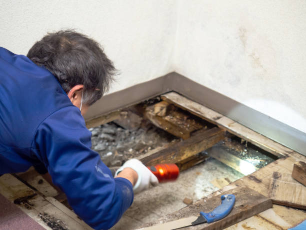 Best Mold Damage Repair  in North Corbin, KY
