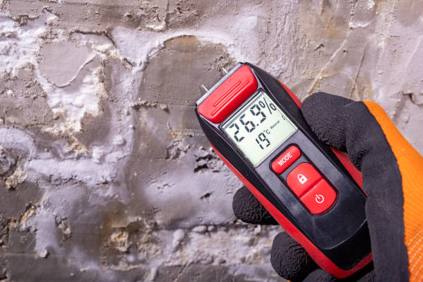 Best Professional Mold Removal  in North Corbin, KY