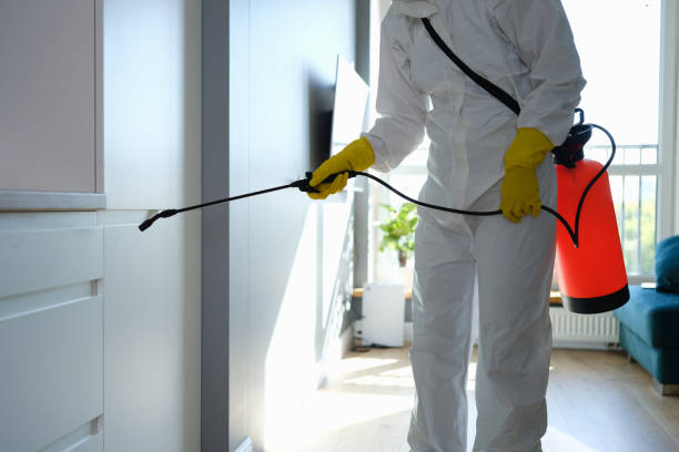 Best Toxic Mold Removal  in North Corbin, KY