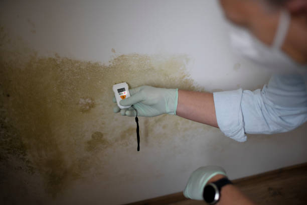 Best Certified Mold Removal  in North Corbin, KY
