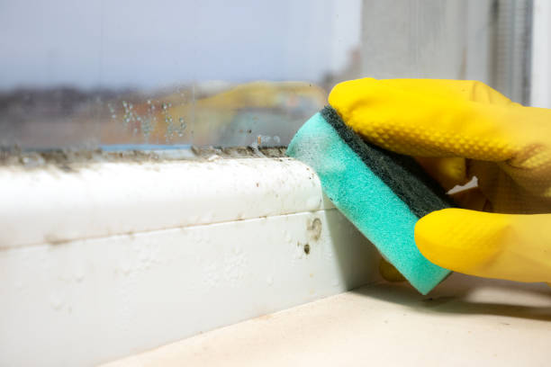 Best Commercial Mold Removal  in North Corbin, KY