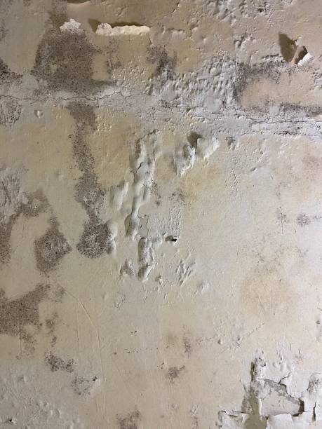 Certified Mold Removal in North Corbin, KY