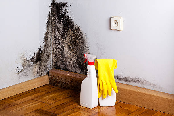Best Emergency Mold Removal  in North Corbin, KY