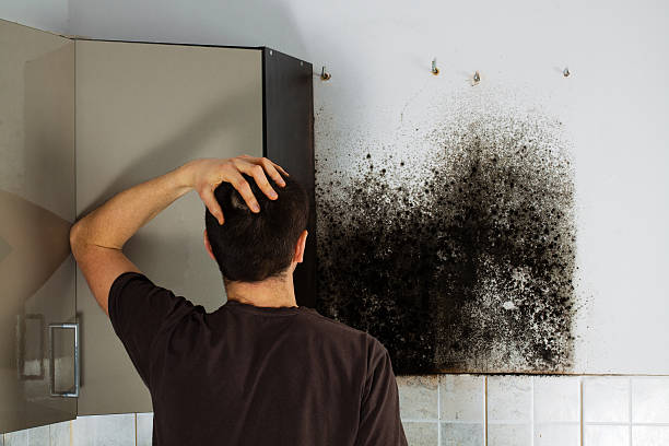 Best Attic Mold Removal  in North Corbin, KY