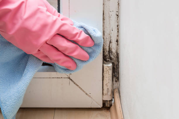 Trusted North Corbin, KY Mold Removal Experts