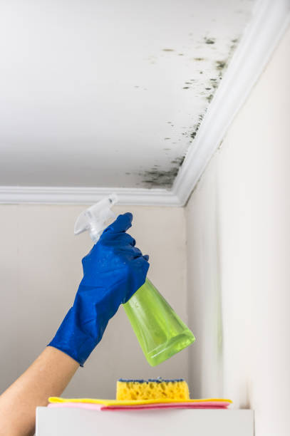 Best Mold Remediation Services  in North Corbin, KY