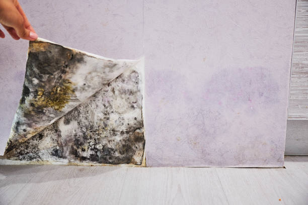 Best Same-Day Mold Removal  in North Corbin, KY